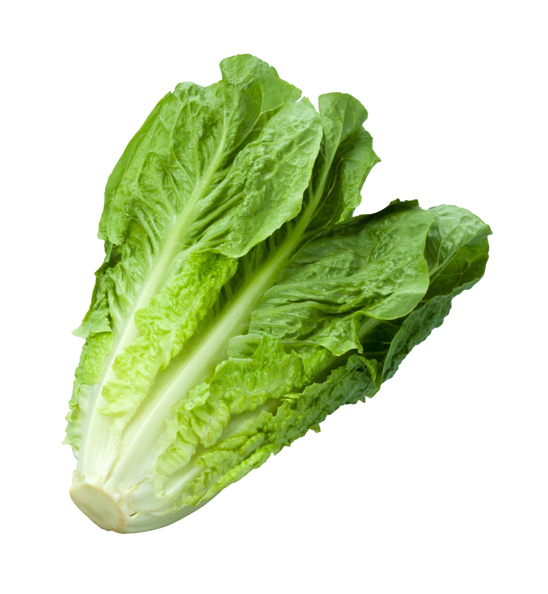 stl>Lettuce, Romain (1 Lettuce)